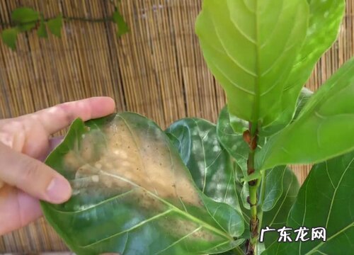 琴叶榕叶子白斑怎么办