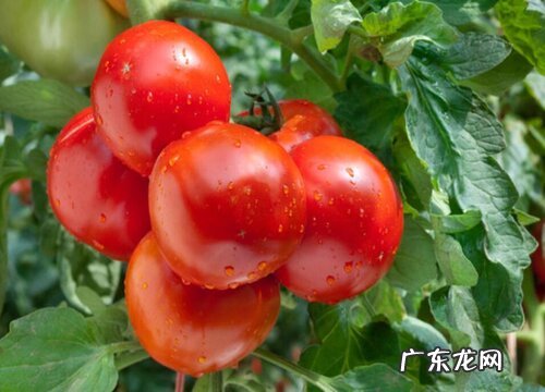 西红柿长什么样子