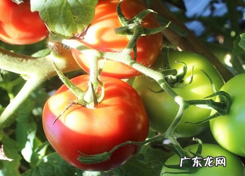 西红柿长什么样子