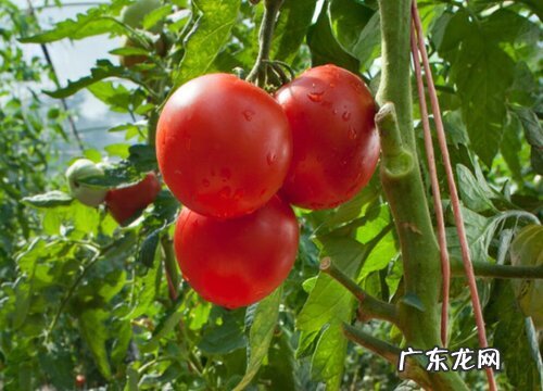 西红柿长什么样子