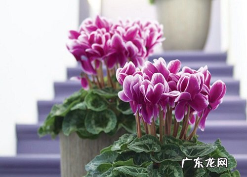 仙客来花期多久时间