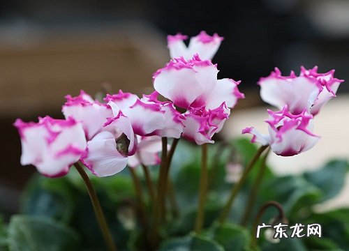 仙客来花期多久时间