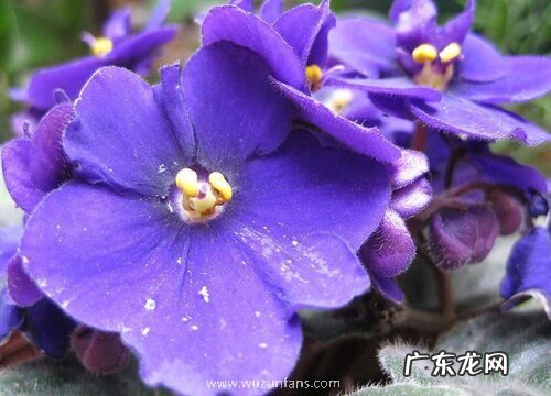 定亲买什么花好