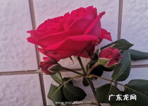 定亲买什么花好