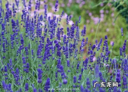 定亲买什么花好