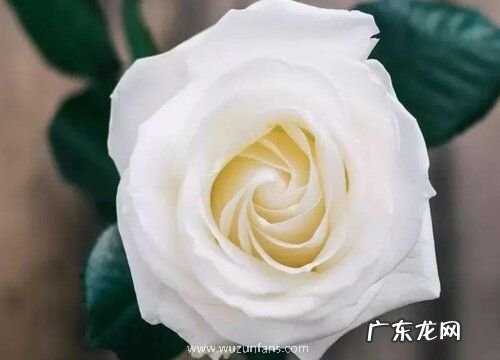 定亲买什么花好