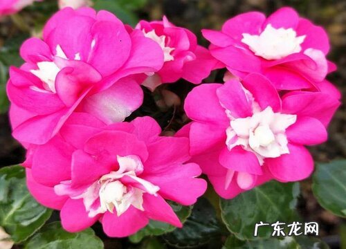 凤仙花长什么样子