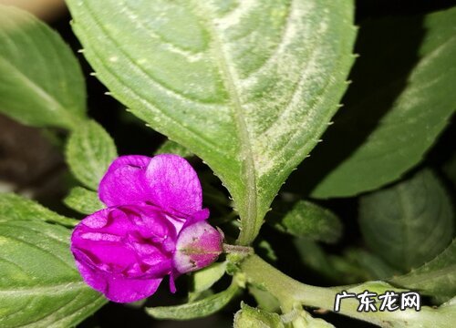 凤仙花长什么样子