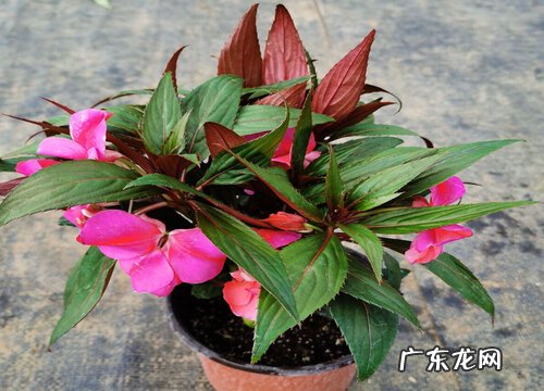 凤仙花长什么样子