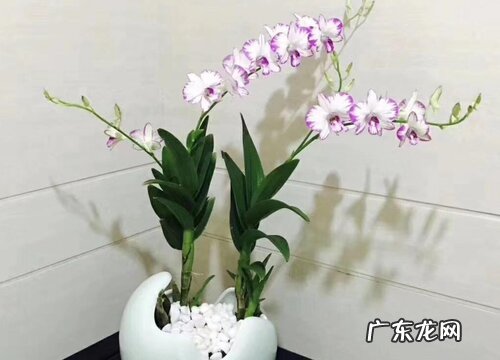 石斛兰的花期是什么时候