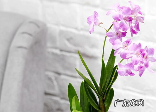 石斛兰的花期是什么时候