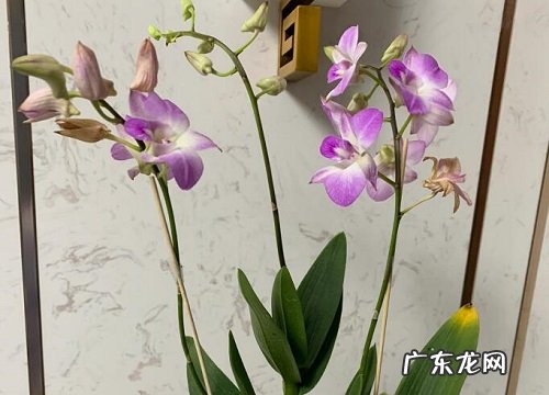 石斛兰的花期是什么时候