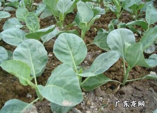 芥蓝种植时间和方法 栽培与管理技术