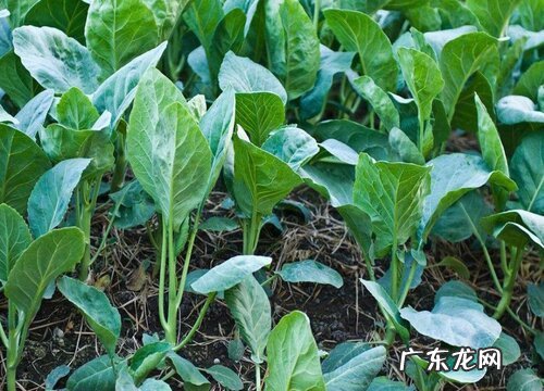 芥蓝种植时间和方法 栽培与管理技术