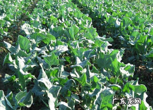 芥蓝种植时间和方法 栽培与管理技术