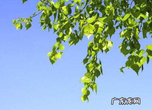 白桦树的叶子像什么样子