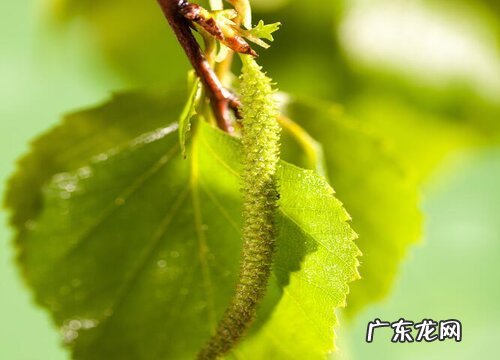 白桦树的叶子像什么样子