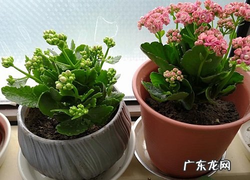 送奶奶买什么花好