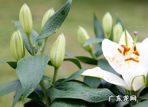 送奶奶买什么花好