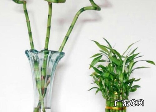 幸运竹怎么水养