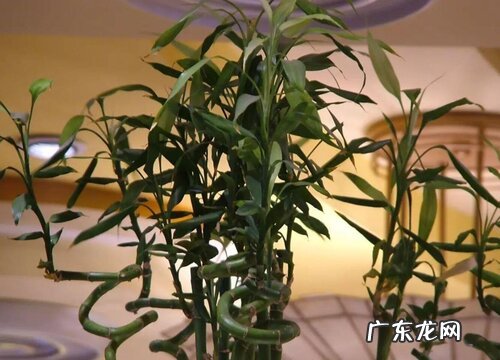 幸运竹怎么水养