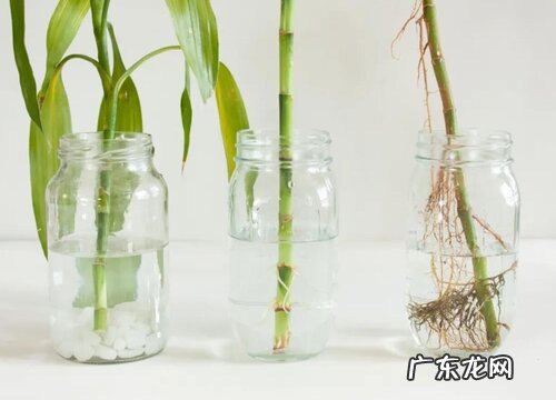 幸运竹怎么水养