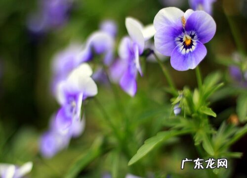 什么花的花语是思念