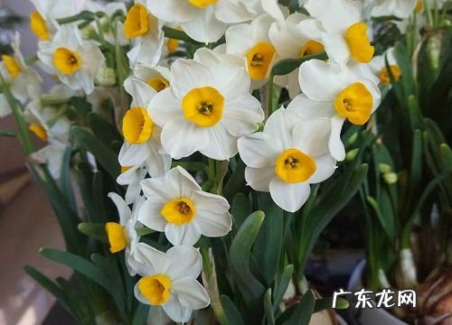 什么花的花语是思念