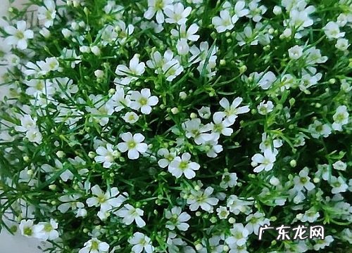 什么花的花语是思念