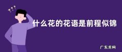 什么花的花语是前程似锦
