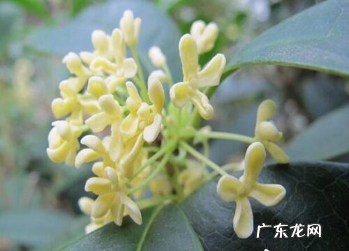 什么花的花语是前程似锦