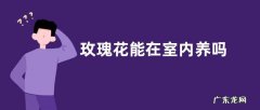 玫瑰花能在室内养吗