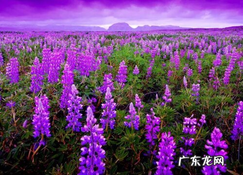 什么花的花语是死亡