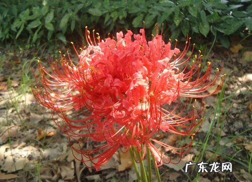 什么花的花语是死亡