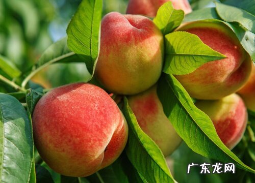 水蜜桃什么季节成熟上市