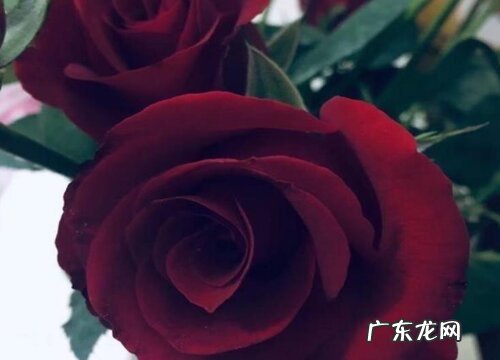 47朵玫瑰花花语代表什么意思