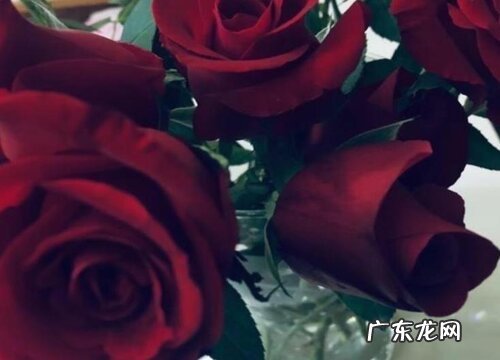 47朵玫瑰花花语代表什么意思