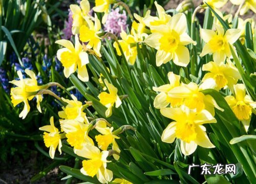 表示好运的花 花语是好运的花有哪些