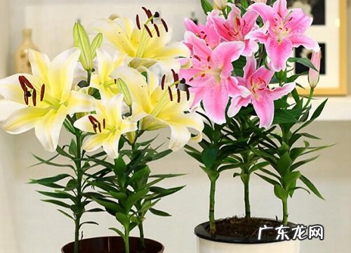 表示好运的花 花语是好运的花有哪些