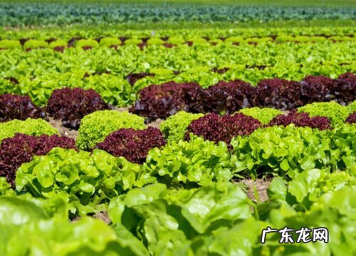 生菜什么时候播种最合适