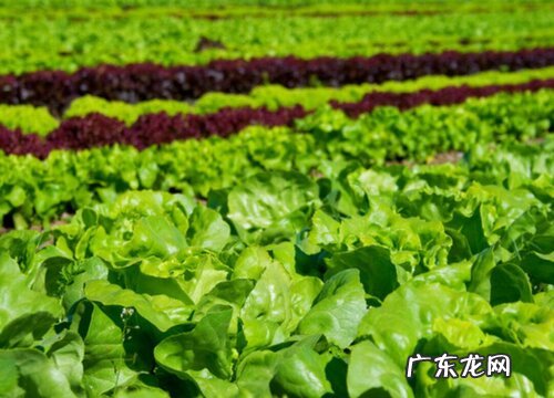 生菜什么时候播种最合适