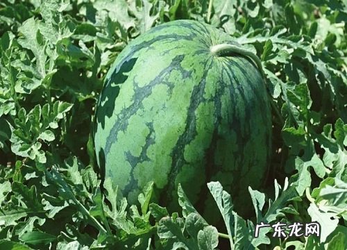 黑美人是什么季节的水果