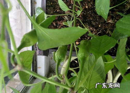 柴火灰适合养什么花