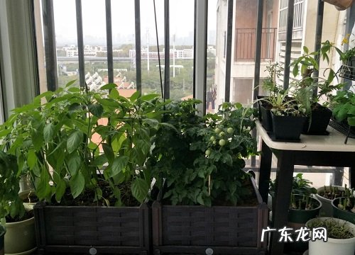 柴火灰适合养什么花