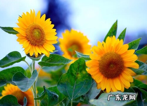 表示奋斗的花 花语是奋斗的花有哪些