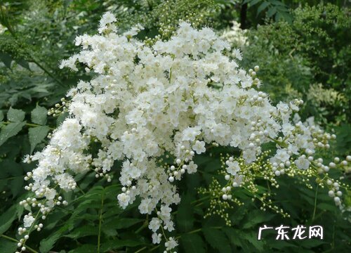 表示奋斗的花 花语是奋斗的花有哪些