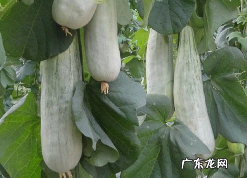 羊角蜜是什么季节的水果