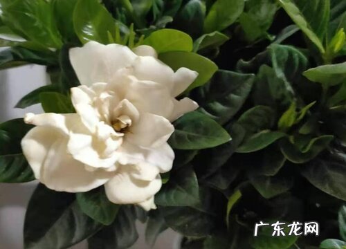 栀子花的叶子一碰就掉怎么办 干叶掉叶子的原因