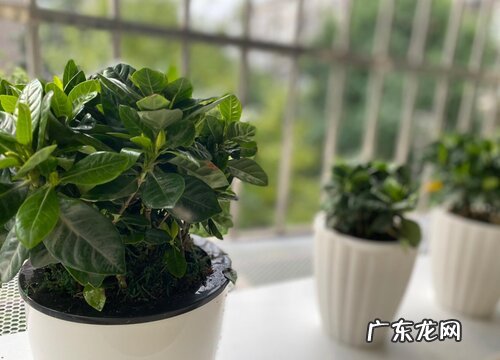 栀子花的叶子一碰就掉怎么办 干叶掉叶子的原因