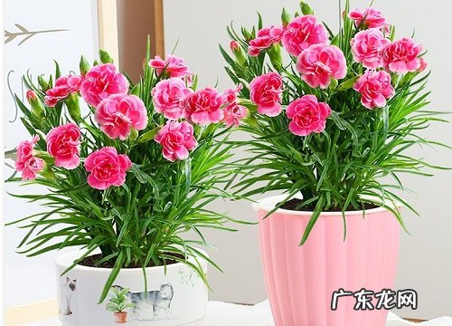 表示敬佩的花 花语是敬佩的花有哪些